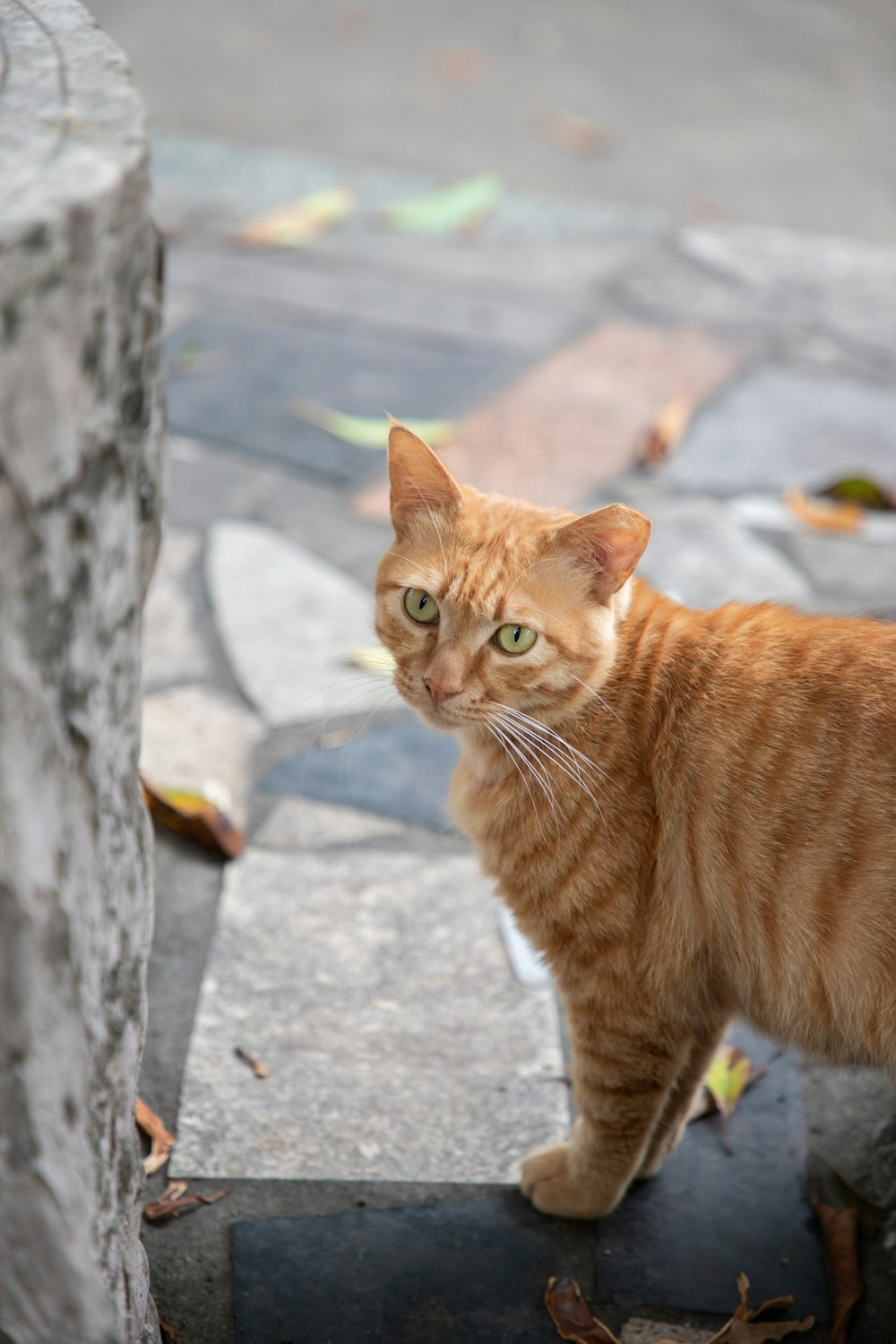 an orange cat standing on top of a sidewalk