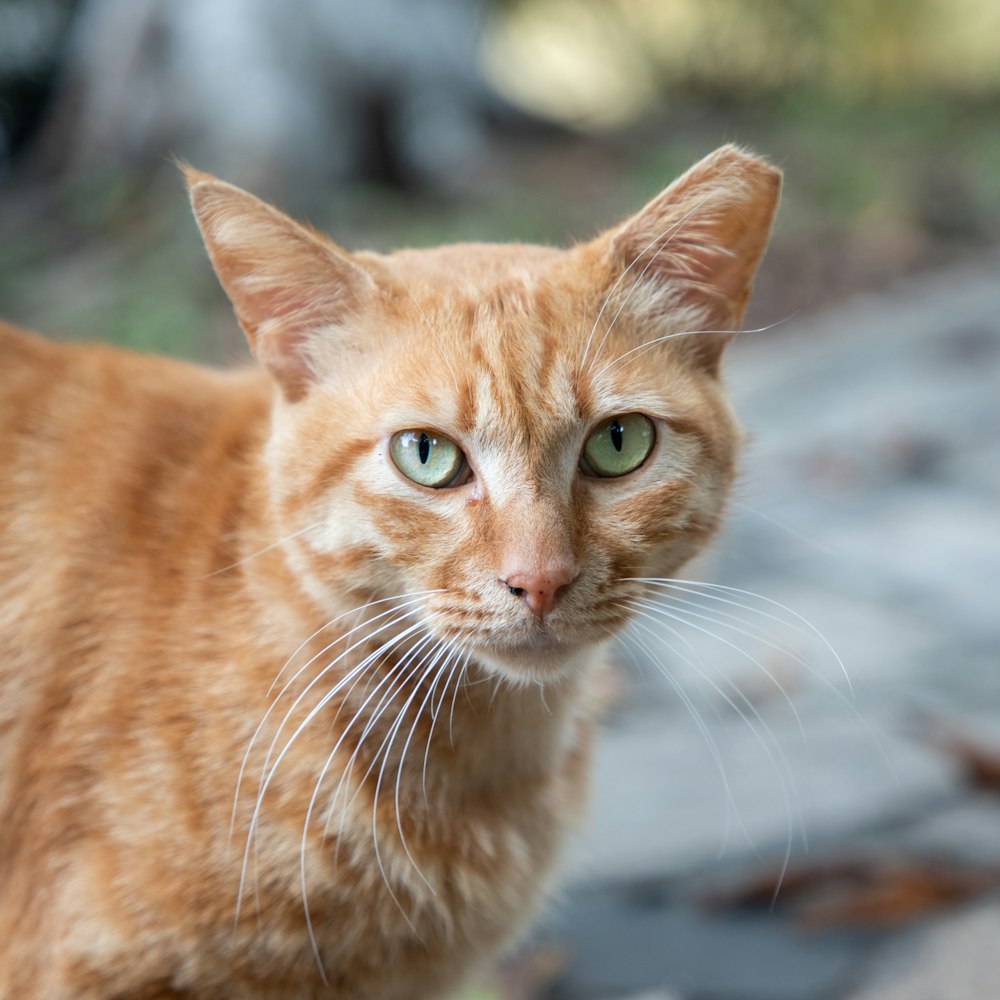 a close up of a cat with green eyes