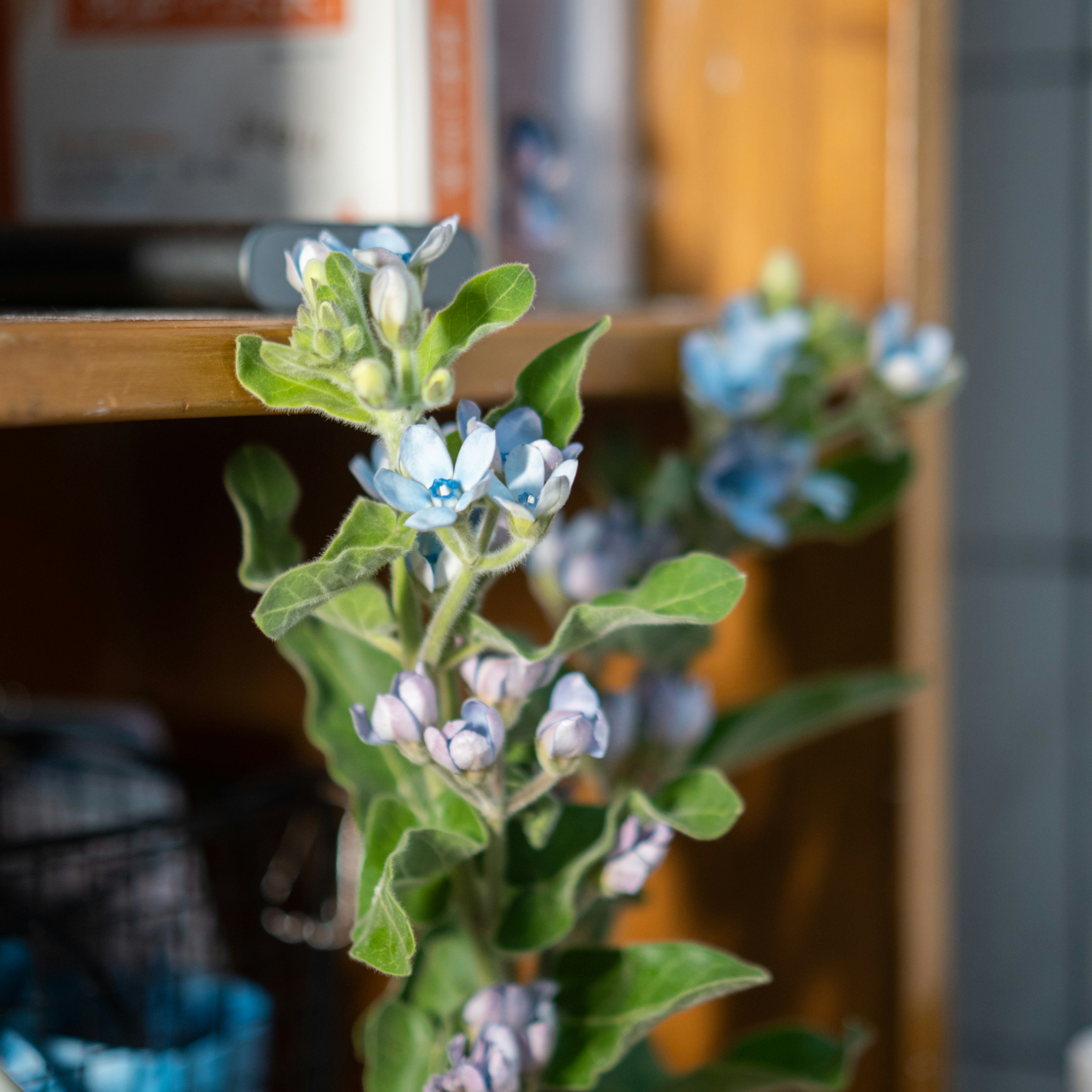 a close up of a plant with blue flowers