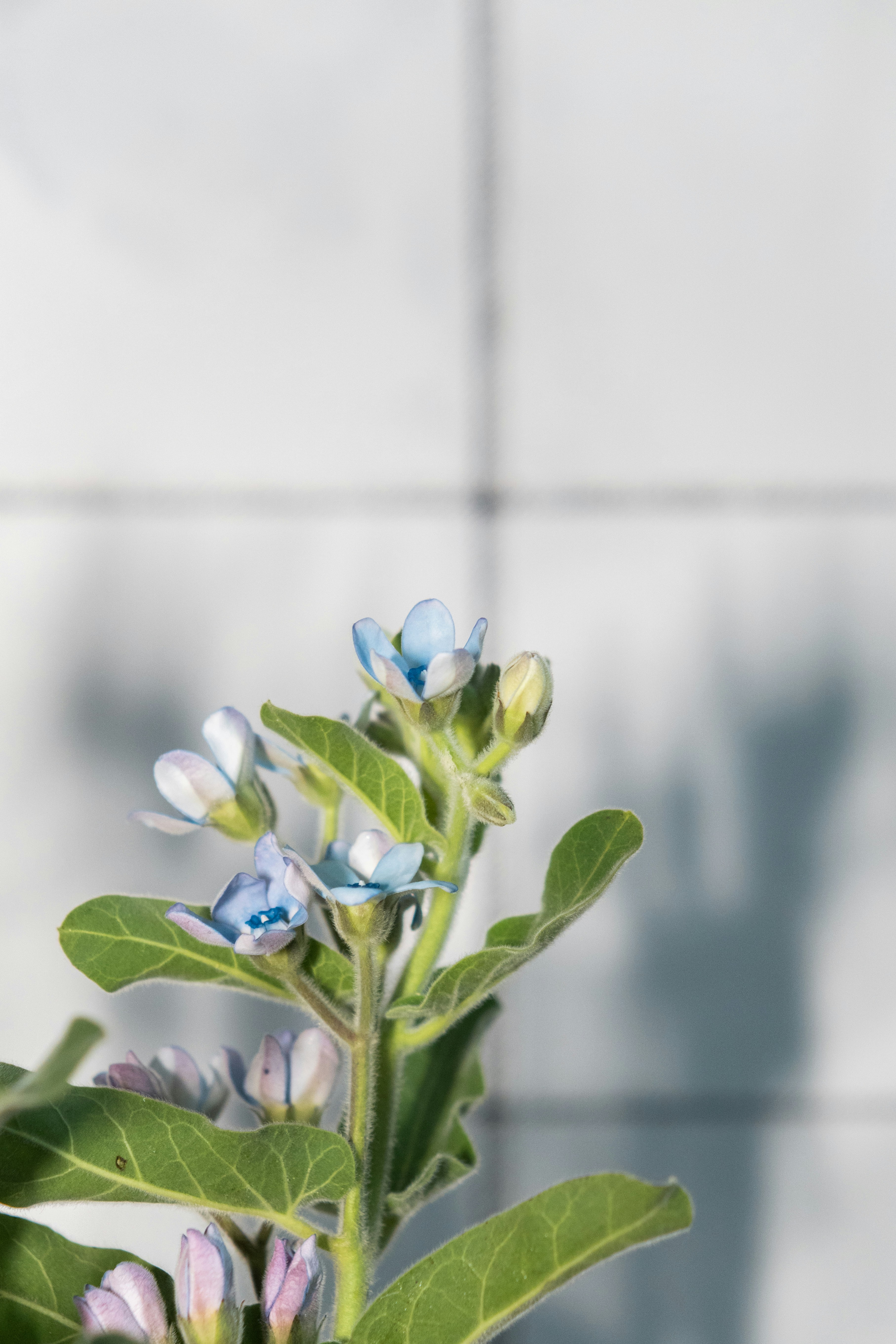 a plant with blue flowers and green leaves