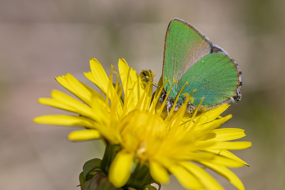 a green butterfly sitting on a yellow flower