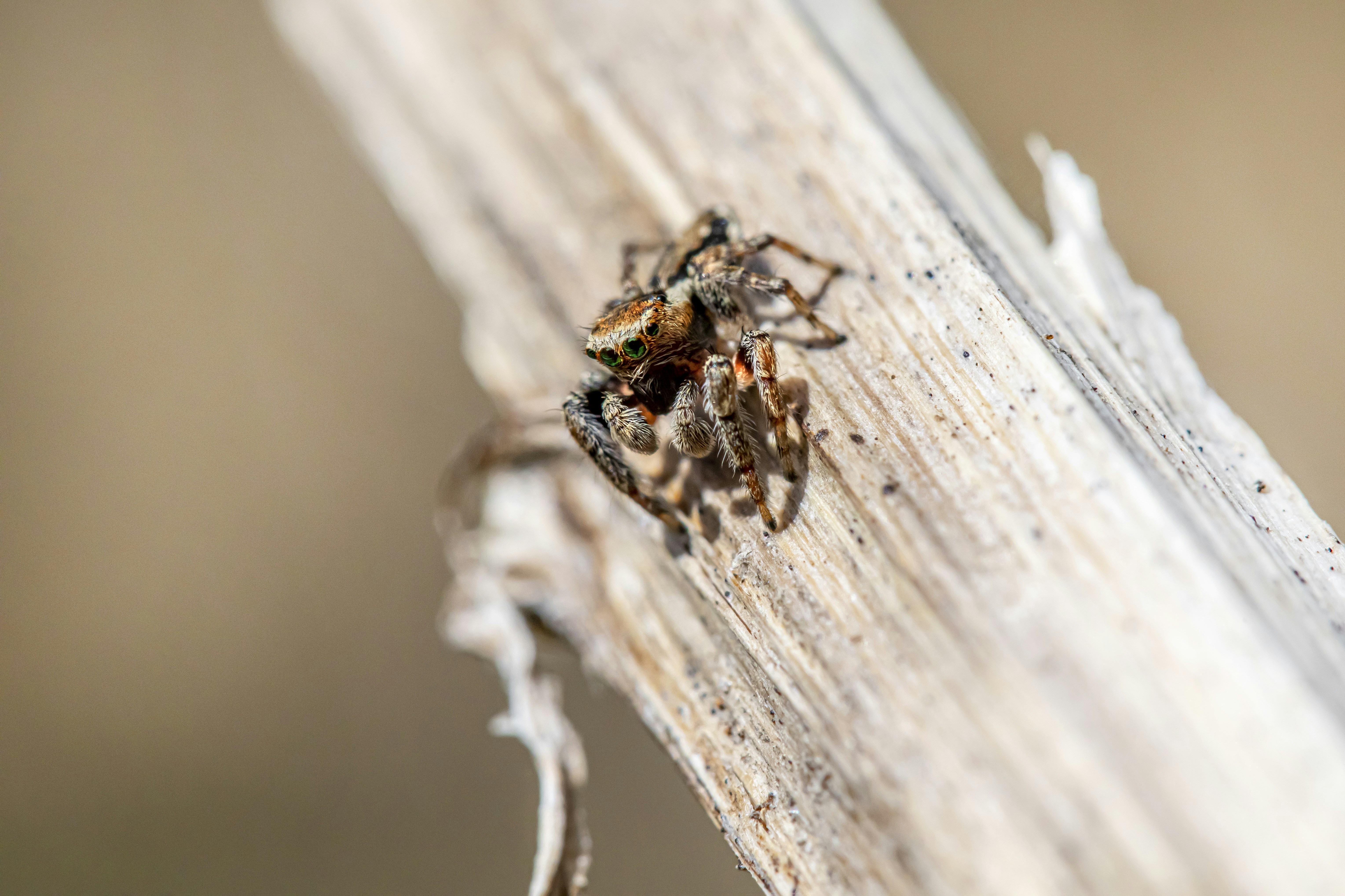 Photo by erik_karits