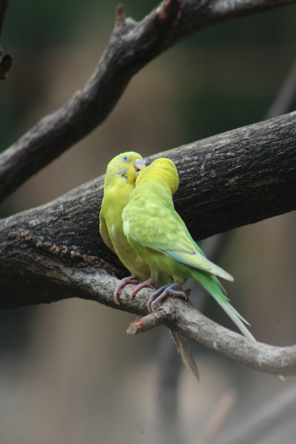 a couple of birds sitting on top of a tree branch