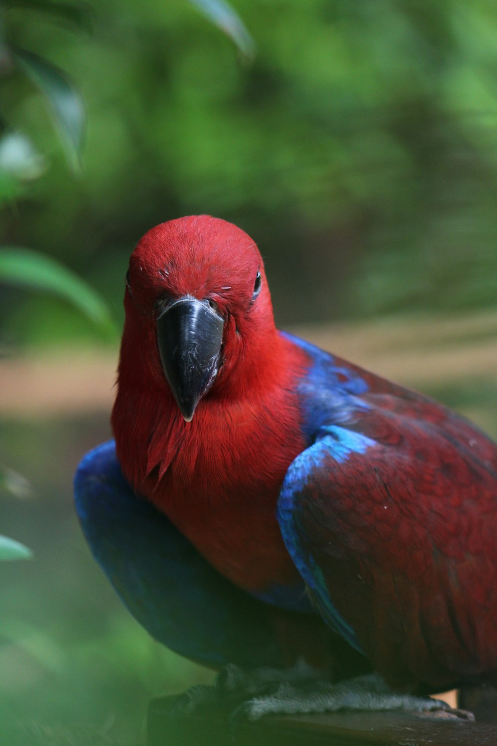 a red and blue bird is sitting on a branch