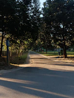 A serene path lined with trees bathed in warm golden light of early morning.