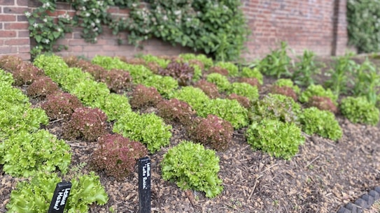 Lush green and red lettuce plants are growing in tidy rows in a garden bed bordered by a brick wall covered in ivy. The labels of the lettuce varieties are marked on small black signs planted in the soil.