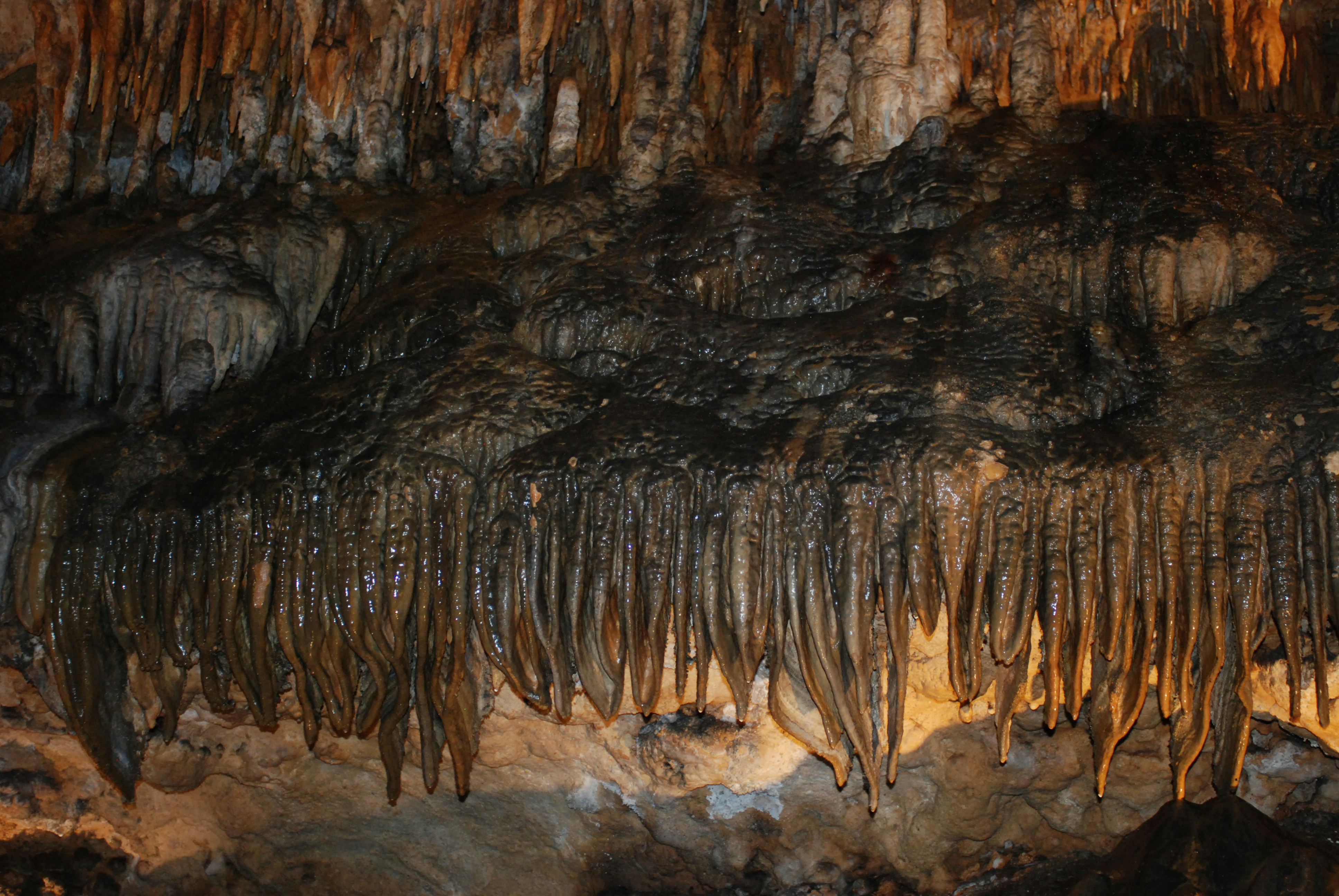 a group of trees growing out of the side of a cave