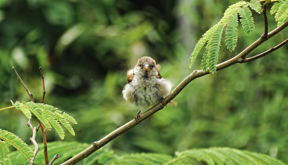 a small bird sitting on top of a tree branch