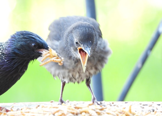 Two birds are interacting, with one bird holding a mealworm in its beak while the other appears to be eagerly waiting for food. The scene is set against a blurred green background, potentially suggesting a natural environment.