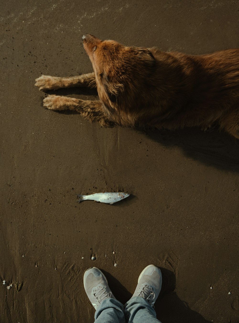 a dog laying on a beach next to a person