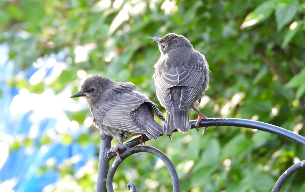 two birds sitting on top of a metal pole