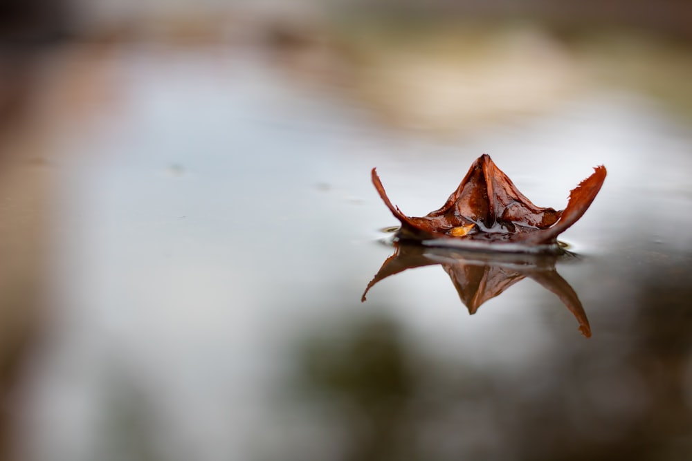 a single leaf floating on top of a body of water