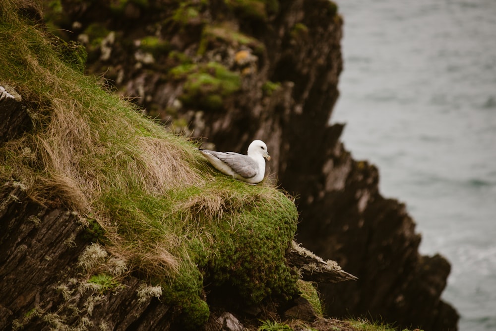 eine Möwe, die auf einer moosigen Klippe am Meer sitzt