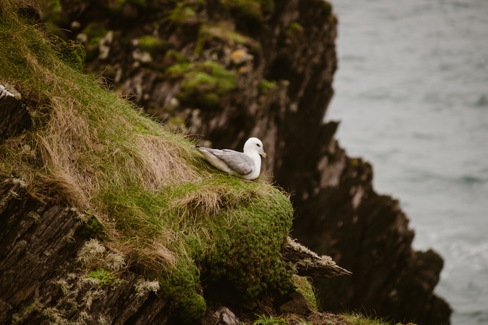 a seagull sitting on a mossy cliff by the ocean