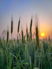 Golden wheat fields glowing under a warm sunrise, symbolizing the start of a new day at Ali Shujah Flour Mills.
