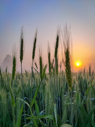 Golden wheat fields glowing under a warm sunrise, symbolizing the start of a new day at Ali Shujah Flour Mills.