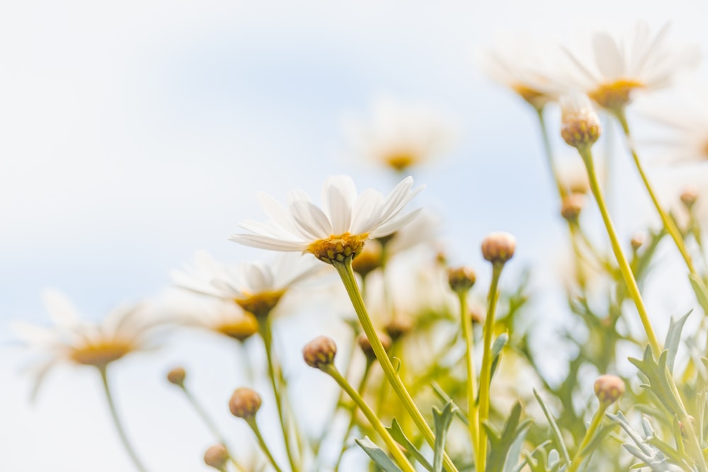 a bunch of daisies that are growing in the grass