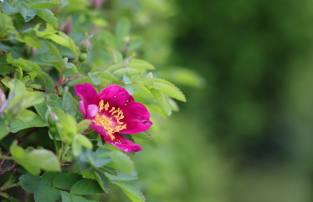 a pink flower with a yellow center surrounded by green leaves