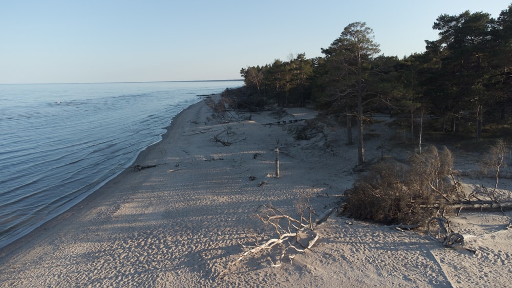 a sandy beach with trees and water in the background