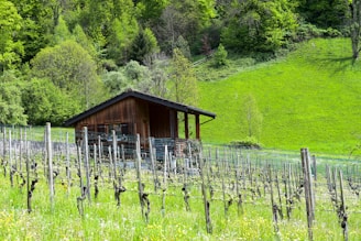 A wooden cabin is nestled among lush green hills and surrounded by a vineyard. The vines are neatly arranged in rows, and the area is abundant with green foliage from various trees and plants. The landscape is vibrant and healthy, showcasing the beauty of nature in a rural setting.