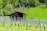 A wooden cabin is nestled among lush green hills and surrounded by a vineyard. The vines are neatly arranged in rows, and the area is abundant with green foliage from various trees and plants. The landscape is vibrant and healthy, showcasing the beauty of nature in a rural setting.