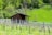 A wooden cabin is nestled among lush green hills and surrounded by a vineyard. The vines are neatly arranged in rows, and the area is abundant with green foliage from various trees and plants. The landscape is vibrant and healthy, showcasing the beauty of nature in a rural setting.