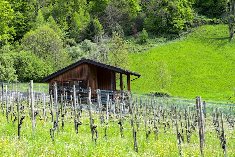 A wooden cabin is nestled among lush green hills and surrounded by a vineyard. The vines are neatly arranged in rows, and the area is abundant with green foliage from various trees and plants. The landscape is vibrant and healthy, showcasing the beauty of nature in a rural setting.