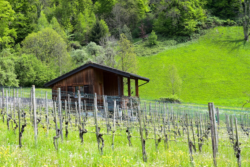 a small cabin in the middle of a vineyard