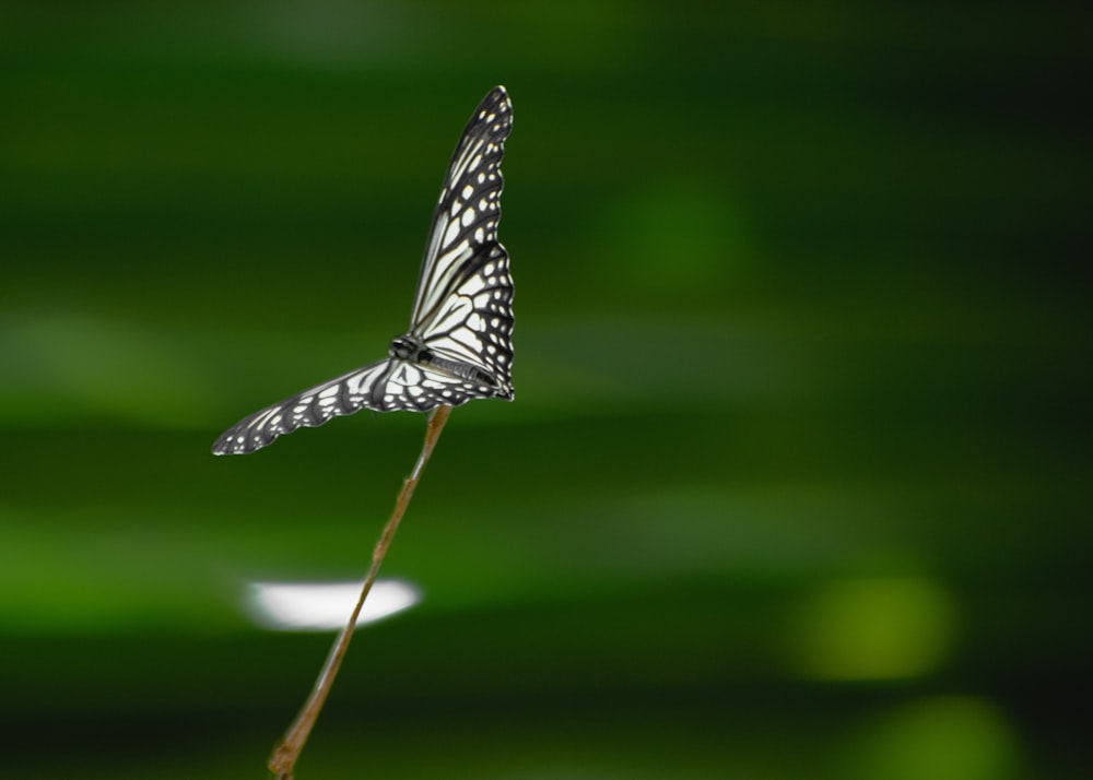 a black and white butterfly flying over a flower