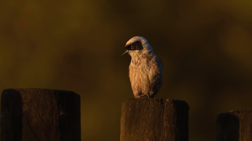 a bird sitting on top of a wooden post