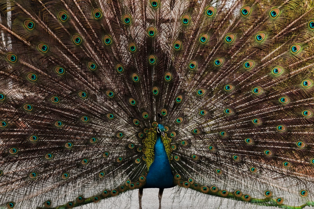 a peacock with its feathers spread out