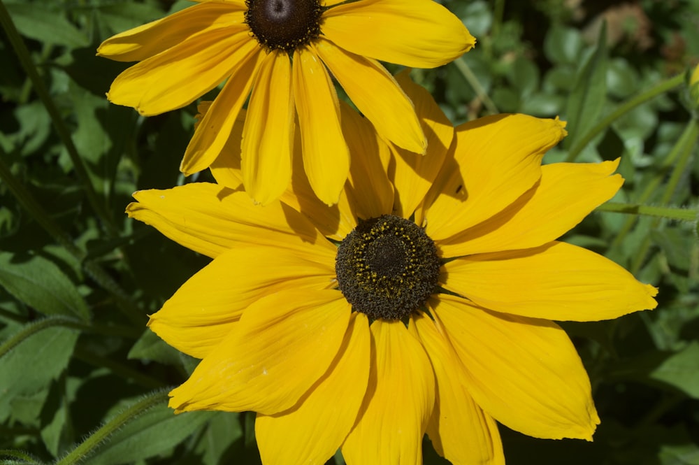 Un primer plano de dos flores amarillas en un campo