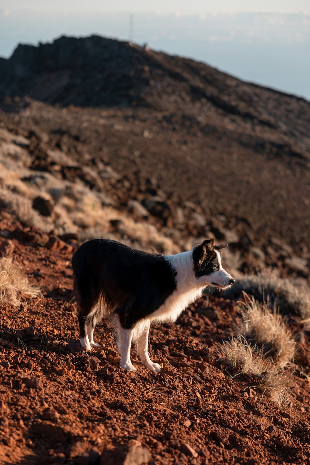 a black and white dog standing on top of a dirt hill