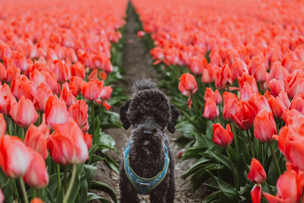 a black dog standing in a field of red tulips