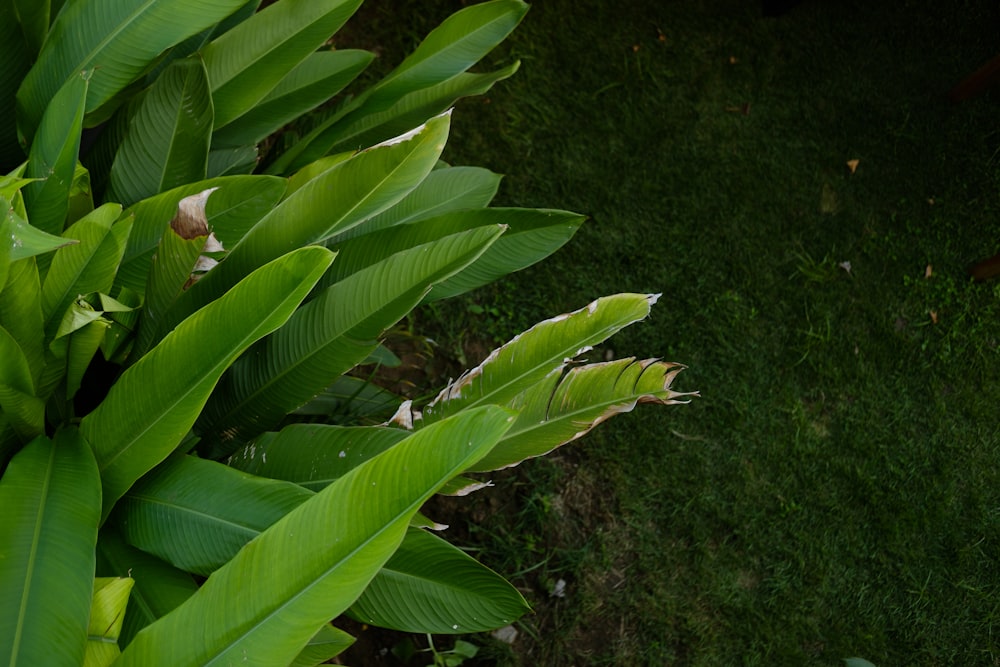 a close up of a plant with green leaves