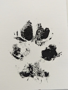A gentle illustration of a paw print with a heart in soft pastel colors.