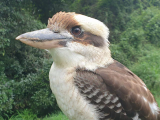 A close-up of a vibrant Australian kookaburra perched on a eucalyptus branch.