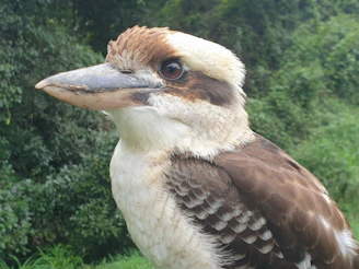 A close-up of a vibrant kookaburra perched on a eucalyptus branch at sunrise.