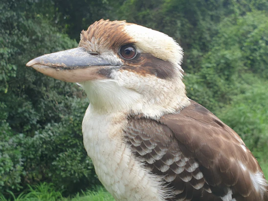 A close-up of a vibrant kookaburra perched on a eucalyptus branch at sunrise.