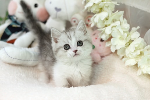 A fluffy gray and white kitten with big eyes stands on a soft surface surrounded by plush toys and white flowers.