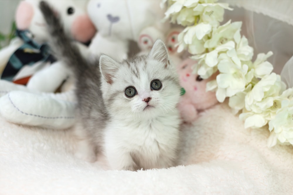 a kitten sitting in a pile of stuffed animals