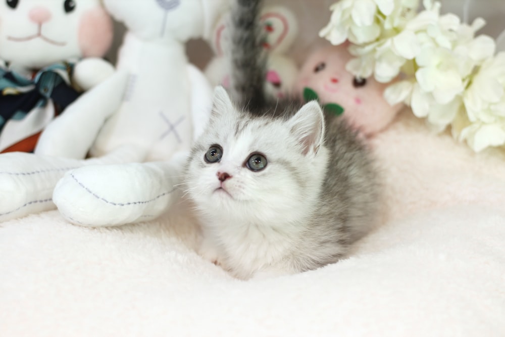a small kitten sitting next to a stuffed animal