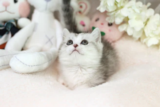 A playful kitten wearing a delicate, colorful dress handmade with love, surrounded by soft pastel toys.