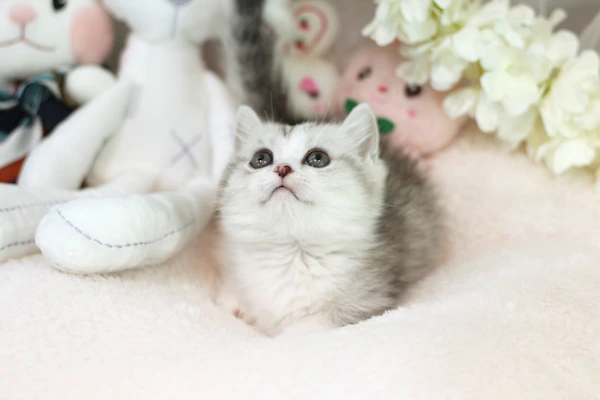 A playful kitten wearing a delicate, colorful dress handmade with love, surrounded by soft pastel toys.