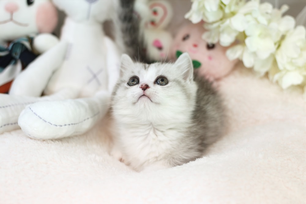 a small kitten sitting next to stuffed animals