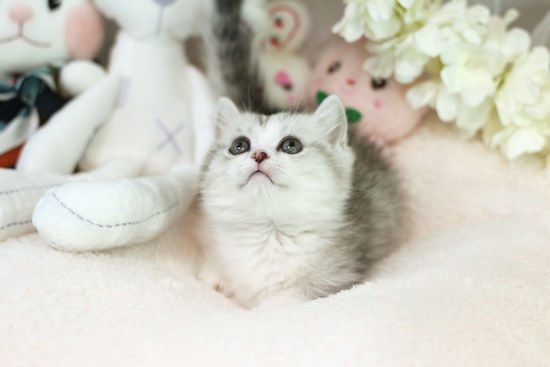 A small, fluffy kitten with grey and white fur gazes upward. It is surrounded by soft toys, including a white stuffed animal with stitched details. In the background, there are decorative flowers and more plush toys.