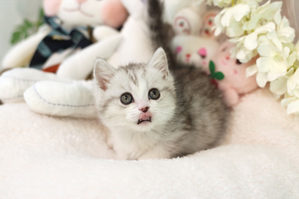 a small kitten sitting in a pile of stuffed animals