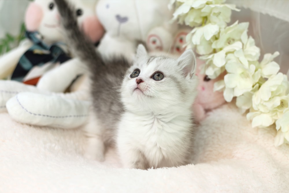 a small kitten sitting next to a bunch of stuffed animals