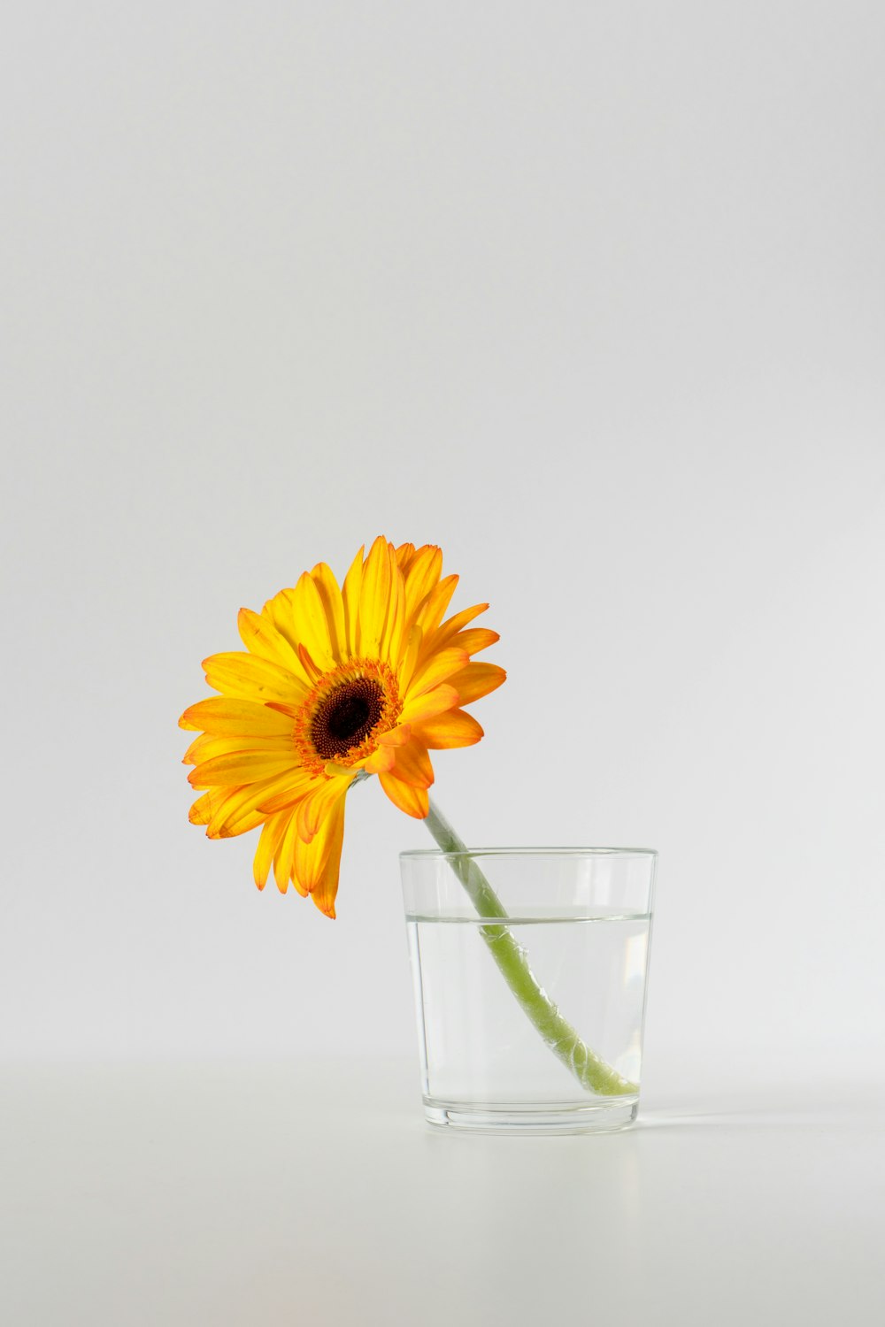 a single yellow flower in a glass of water