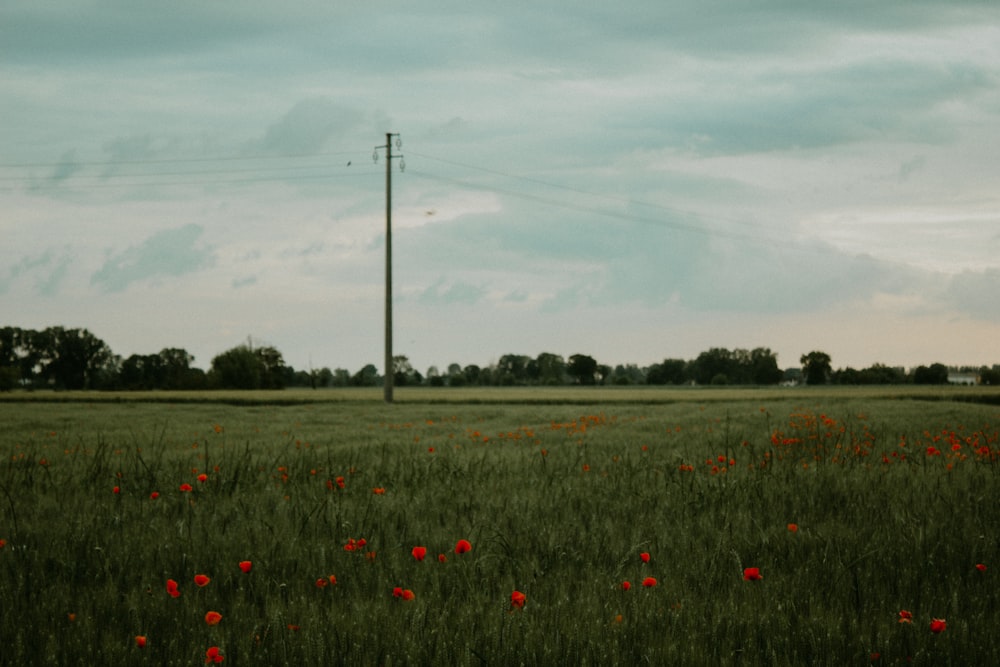 a field full of red flowers under a cloudy sky